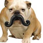 plush mustache dog toy